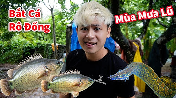 Hậu Cáo - Mùa Mưa Lũ Bắt Cá Rô Đồng Cực Phê || Bắt Rắn Đẳng Cấp