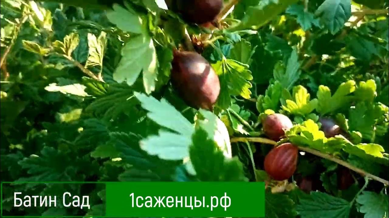 Лада крыжовник