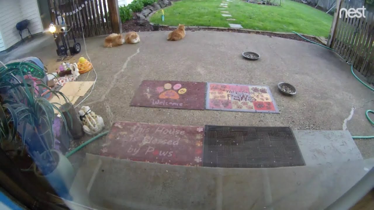 cat condo 2 mod apk Night life on the catio with our feral cats (M3FC 0981)