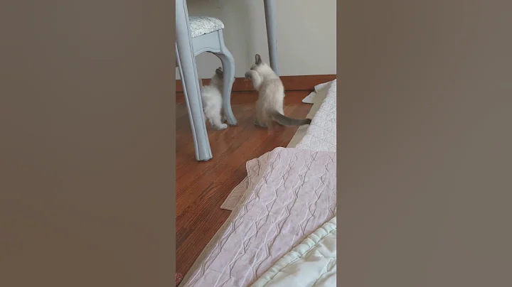 Video 8153931: siamese kitten, play fighting