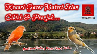 Kenari gacor materi isian ciblek dan prenjak, masteran paling dicari para juri