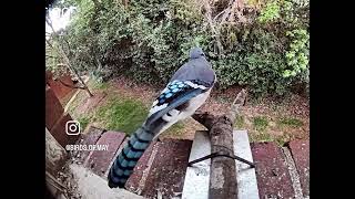 Blue Jay squawk 