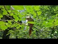 20230721 122835 mp4,BandVideo