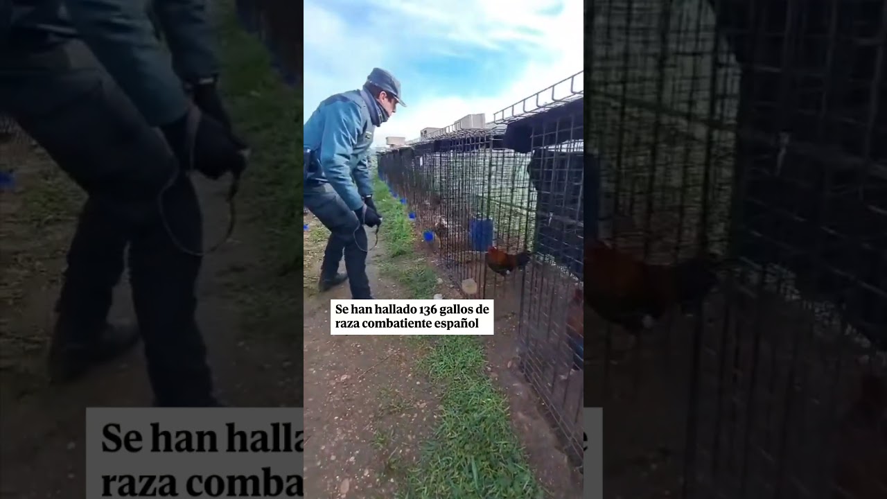 Encuentran un criadero ilegal con 136 gallos de raza combatiente español algunos amputados