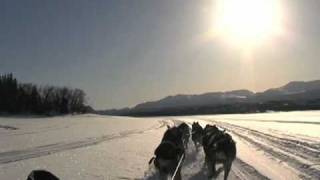 Dog Sledding Still Searching for Olympic Spotlight screenshot 5