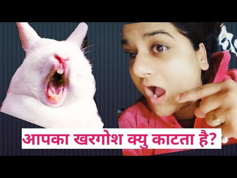 वीडियो: मेरा बच्चा मुझे क्यों काटता है?