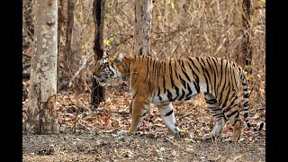 Tipeshwar Wildlife Sanctuary Jungle Jeep Safari in 4K Video. Watch Female Tiger Sighting Video Part.