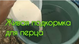 Рассада перца будет здоровой и крепкой. Живая подкормка для рассады.