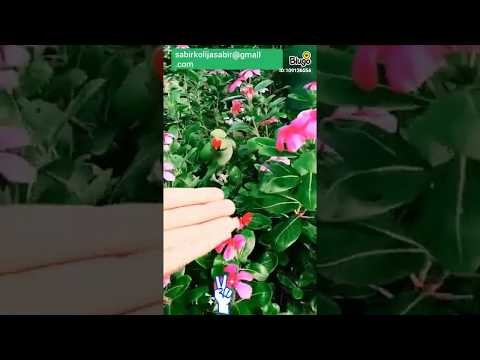Bigo fan video .