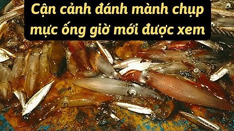 cận cảnh đánh bắt mực ống, mực nháy ngoài biển của người dân vùng biển, cuộc sống dân biển tập 2