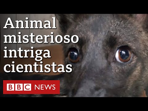 Vídeo: Raposa prateada: foto, descrição. Raposa prateada na natureza e em casa