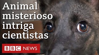 O misterioso animal híbrido de 'raposa' e cão encontrado em estrada do RS