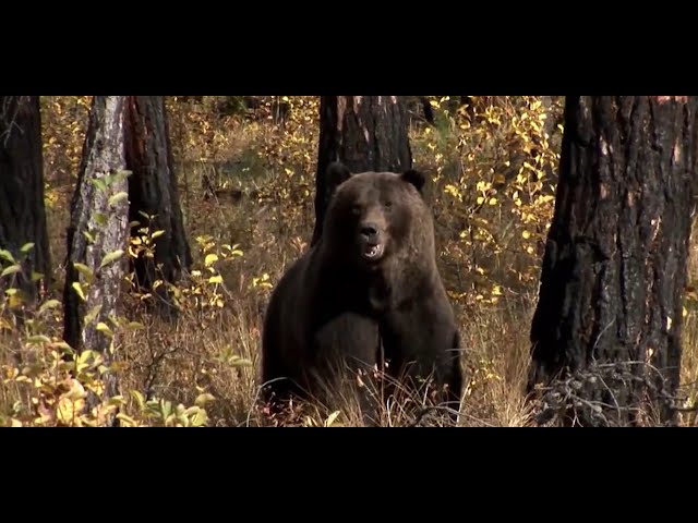 U.S. Fish and Wildlife Service Director: "Grizzly Bear Recovery is Clear"