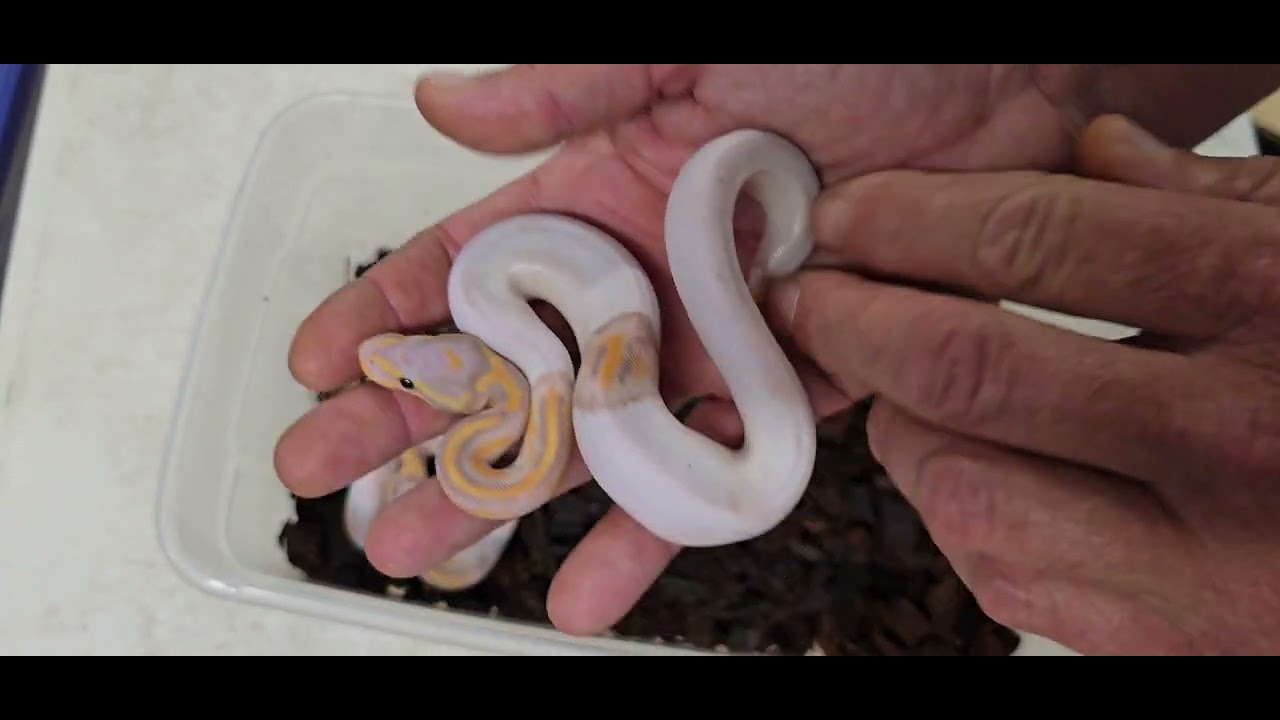 ball python devil egg clutch - youtube Images High... Ball Python Clutch 2025-11 Update - YouTube
