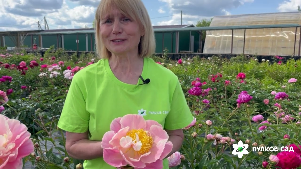 Kayleigh Ann peony. Кейли Энн пион. Пулков сад (2025 г.)