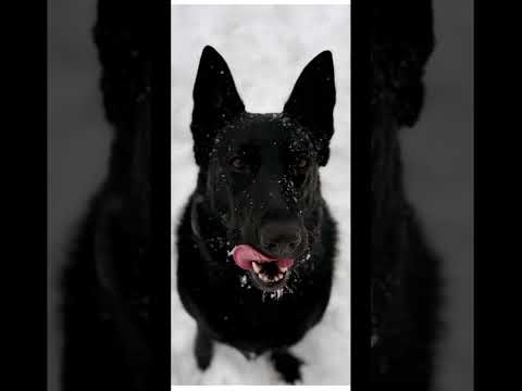 #germanshepherd #winter #cold