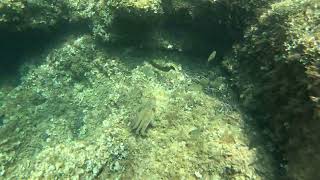 Pulpo comun Octopus vulgaris y Mero Epinephelus marginatus - Moluscos y Peces de Mallorca