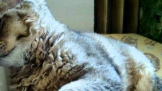 Selkirk rex Kittens 8.avi Selkirk rex Kittens 8.avi