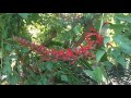 Erythrina x bidwillii wwwriomoroscom