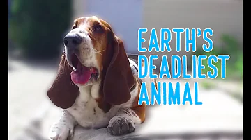 earth's deadliest animal: basset hound