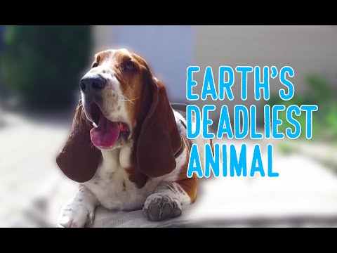 Video: Lukter beagler vondt?