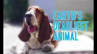 earth's deadliest animal: basset hound screenshot 4