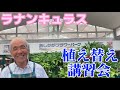 ラナンキュラス講習会@あしかがフラワーパーク【園芸のぶチャンネル】【ランドセルシリーズ】
