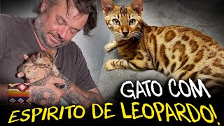 GATO BENGAL: O MINI LEOPARDO DOMÉSTICO QUE VAI TE ENCANTAR! by Richard Rasmussen 441,575 views 1 month ago 19 minutes