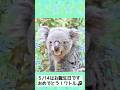 【東山動植物園公式】ワトルの日常〜お誕生日おめでとう〜《 コアラ 》 #short