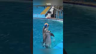 How to Training a Dolphins 🐬