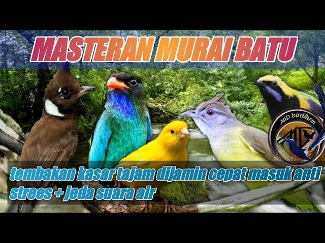 terpercaya !! MASTERAN|tembakan kasar tajam dijamin cepat masuk dan anti strees + jeda suara air class=