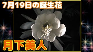 7月19日の誕生花 月下美人 どんな花 あなたに送る花言葉は Youtube 7月19日の誕生花 月下美人 どんな花 あなたに送る花言葉は Youtube