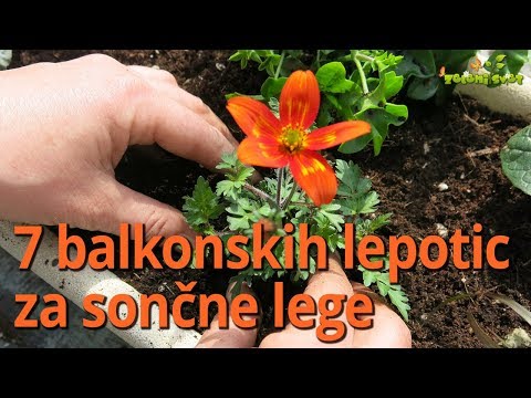 7 balkonskih lepotic za sončne lege