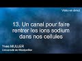 13. Un canal pour faire rentrer les ions sodium dans nos cellules