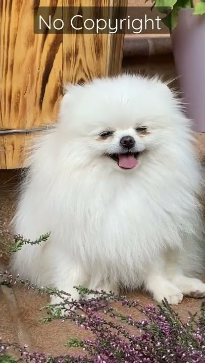 #nocopyright #anjinglucu #short Anjing Lucu