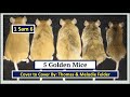 1 Samuel 6 - 5 Golden Mice - #Cover2Cover Bible Study : 6am -7 am est Live