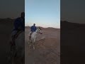 الخيل العربي الاصيل ادى الجبل احنا طلعناه الخيل العربي الاصيل ادى الجبل احنا طلعناه