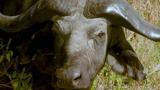 African Buffalo 230120 Kidepo NP Uganda
