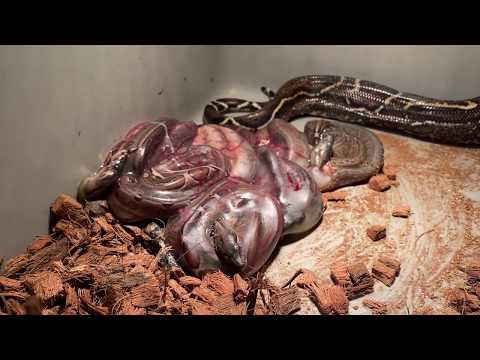 Vidéo: Quand les boas constricteurs donnent-ils naissance ?