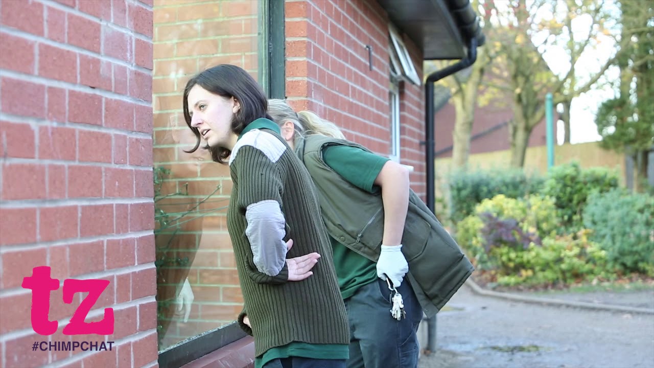 Chimp Keeper Lainy Miller talks about her job at Twycross Zoo