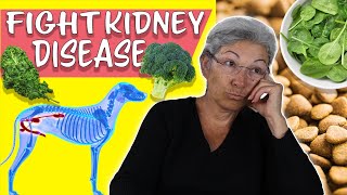 Diets For Pets With Kidney Disease