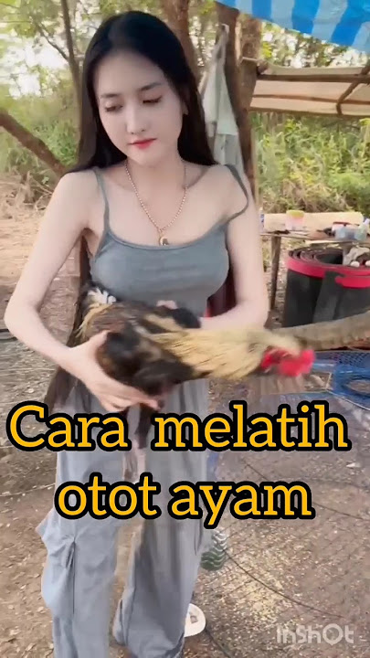 ternyata begini cara melatih ayam di thailand #trainingchicken # melatihayam