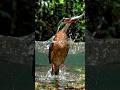 Kingfisher Hunting in Water ⚡🐟 #huntingbirds #wildlife #birds #kingfisher