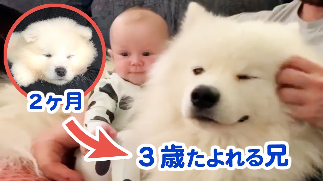 大きな赤ちゃんのサモエド 妹おもいの優しい兄になりました Youtube