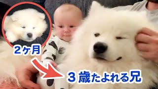 大きな赤ちゃんのサモエド→妹おもいの優しい兄になりました♪