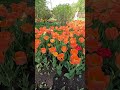 Красивые Пламенные Тюльпаны в Царском Селе #петербург #питер #цветы