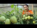 Harvest tomato in my garden in my homeland - Healthy vegetable