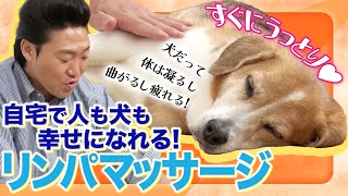 【ドギーマン×みやぞん】いつまでも健康で元気でいて欲しいから✨ 幸せホルモンが分泌されるわんちゃんのためのマッサージ