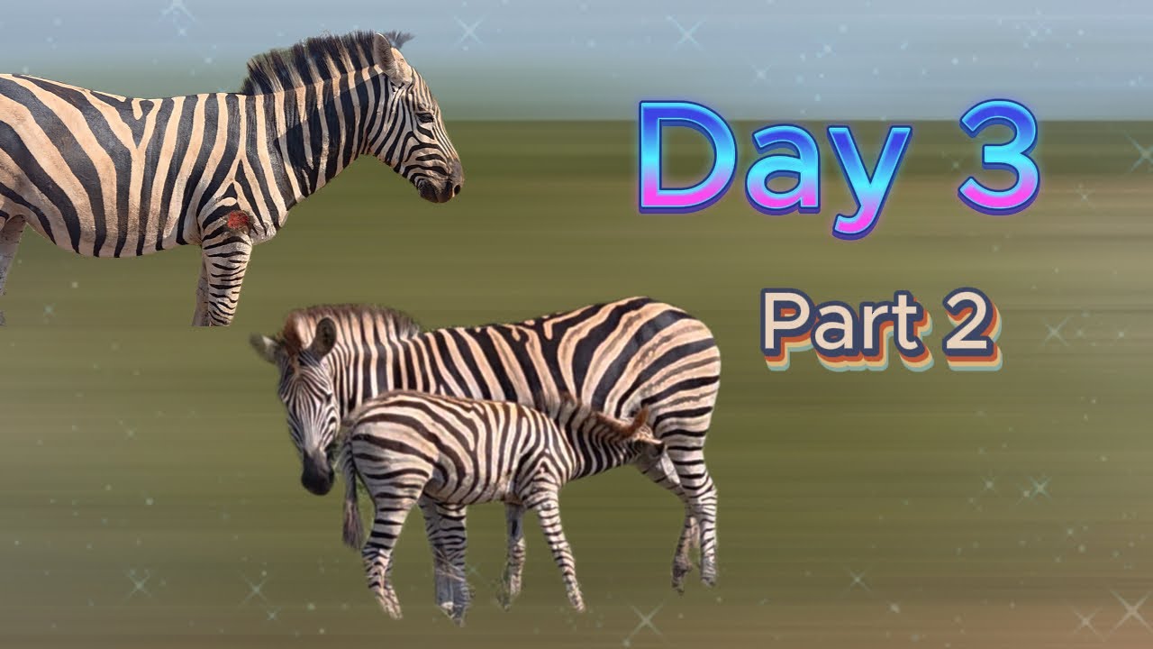 Young Zebra Suckling