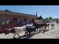 Encierro a caballo en villavieja de yeltes